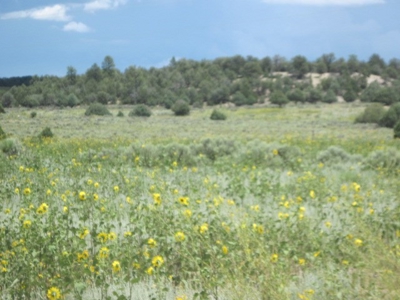 Close to El Vado and Heron Lakes - image 6
