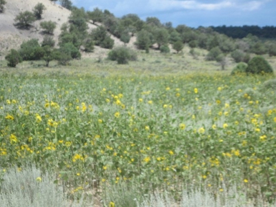 Close to El Vado and Heron Lakes - image 7