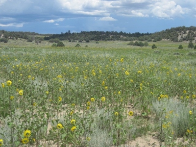 Close to El Vado and Heron Lakes - image 3