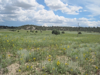 Close to El Vado and Heron Lakes - image 1