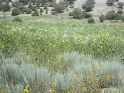 Close to El Vado and Heron Lakes - image 8