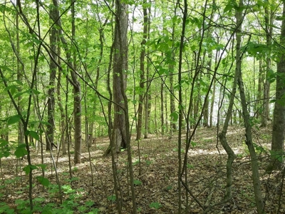 Sold! 5.33 Mostly Wooded Tn Acres Part Of It On Tn River - image 5