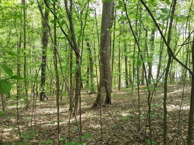 Sold! 5.33 Mostly Wooded Tn Acres Part Of It On Tn River - image 6