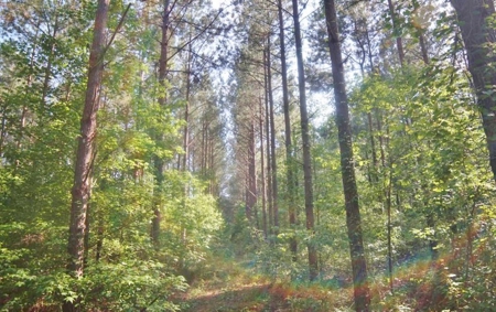 174 Acres Hunting Land on the Homochitto River Copiah Co. - image 28