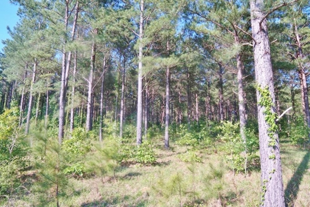 174 Acres Hunting Land on the Homochitto River Copiah Co. - image 30