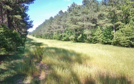 174 Acres Hunting Land on the Homochitto River Copiah Co. - image 6