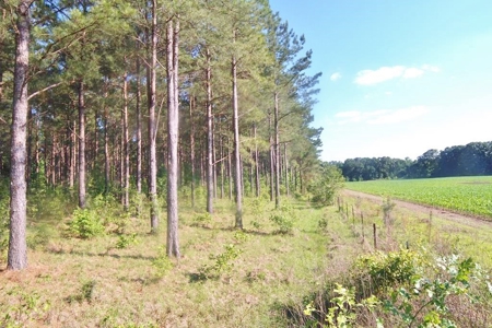 174 Acres Hunting Land on the Homochitto River Copiah Co. - image 29