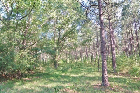 174 Acres Hunting Land on the Homochitto River Copiah Co. - image 35