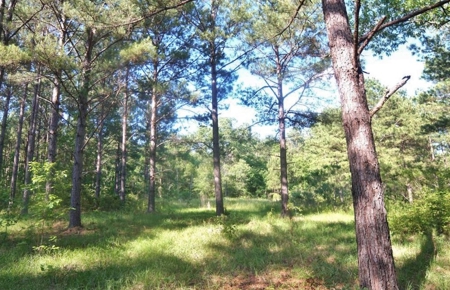 174 Acres Hunting Land on the Homochitto River Copiah Co. - image 36