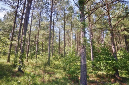174 Acres Hunting Land on the Homochitto River Copiah Co. - image 8