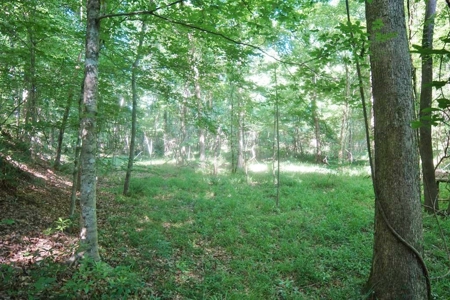 174 Acres Hunting Land on the Homochitto River Copiah Co. - image 21