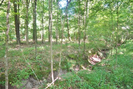 174 Acres Hunting Land on the Homochitto River Copiah Co. - image 13