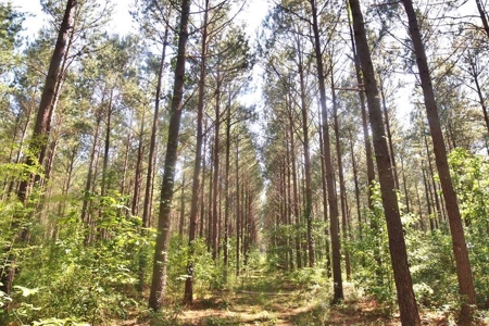 174 Acres Hunting Land on the Homochitto River Copiah Co. - image 15