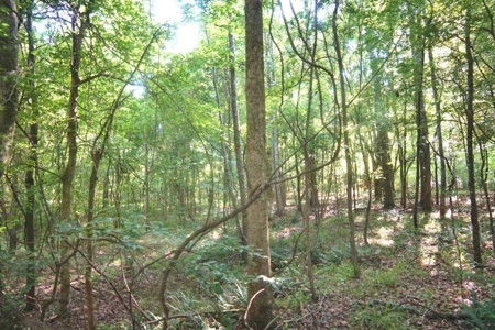 174 Acres Hunting Land on the Homochitto River Copiah Co. - image 19