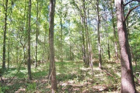 174 Acres Hunting Land on the Homochitto River Copiah Co. - image 10