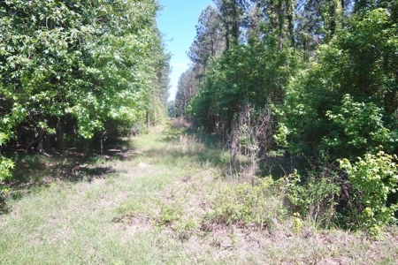 174 Acres Hunting Land on the Homochitto River Copiah Co. - image 4