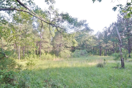174 Acres Hunting Land on the Homochitto River Copiah Co. - image 34