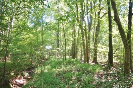174 Acres Hunting Land on the Homochitto River Copiah Co. - image 12
