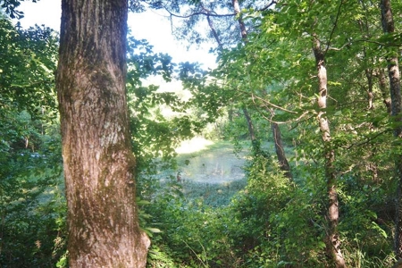 174 Acres Hunting Land on the Homochitto River Copiah Co. - image 32