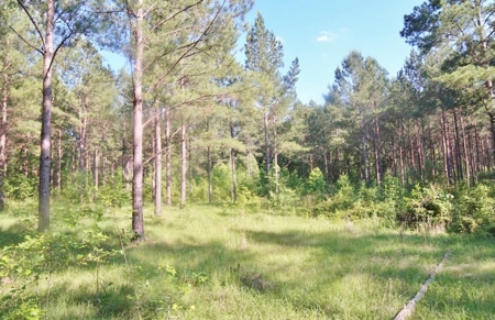 174 Acres Hunting Land on the Homochitto River Copiah Co. - image 31