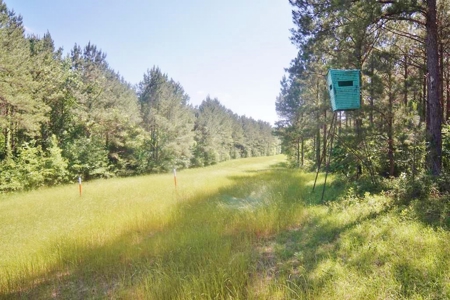 174 Acres Hunting Land on the Homochitto River Copiah Co. - image 7