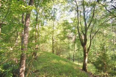 174 Acres Hunting Land on the Homochitto River Copiah Co. - image 33