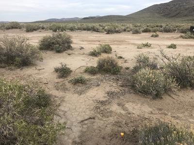 Buildable Nevada Land next to BLM For Sale Lyon County NV - image 5