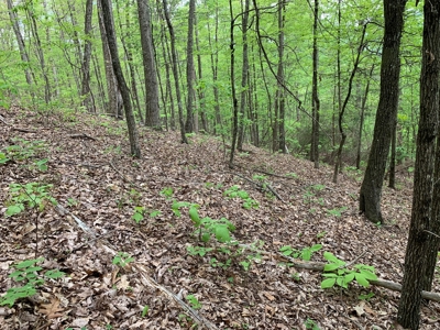 East Tennessee Mountain Property for Sale Mooresburg TN - image 25