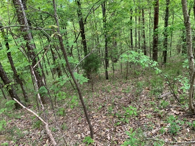 East Tennessee Mountain Property for Sale Mooresburg TN - image 19