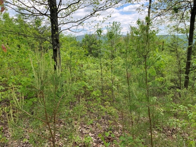 East Tennessee Mountain Property for Sale Mooresburg TN - image 31