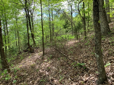 East Tennessee Mountain Property for Sale Mooresburg TN - image 27