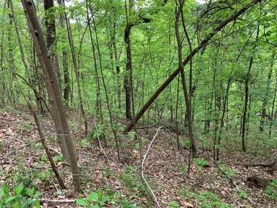 East Tennessee Mountain Property for Sale Mooresburg TN - image 23