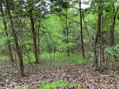 East Tennessee Mountain Property for Sale Mooresburg TN - image 18