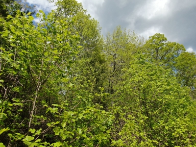 East Tennessee Mountain Property for Sale Mooresburg TN - image 15