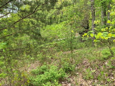East Tennessee Mountain Property for Sale Mooresburg TN - image 32