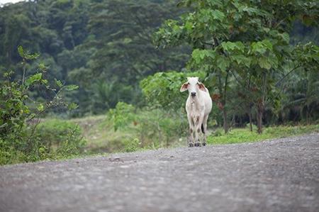 Costa Rica Organic farm and retreat property for sale - image 34