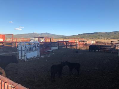 Grants New Mexico Cattle Ranch For Sale - image 2