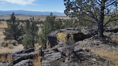 Over 23 Acres of Beautiful Modoc County Vacant Land For Sale - image 24