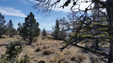 Over 23 Acres of Beautiful Modoc County Vacant Land For Sale - image 5