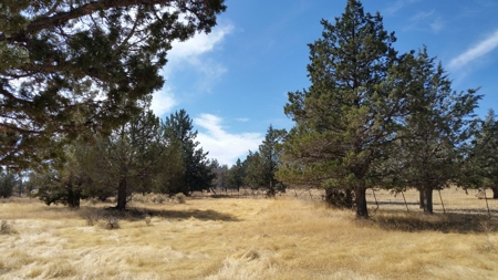 Over 23 Acres of Beautiful Modoc County Vacant Land For Sale - image 9