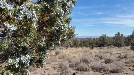 Over 23 Acres of Beautiful Modoc County Vacant Land For Sale - image 18