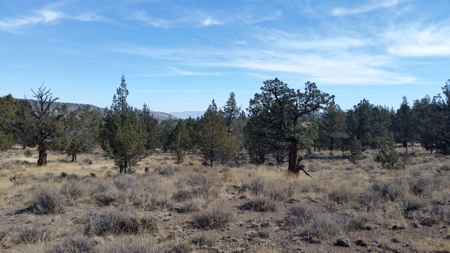 Over 23 Acres of Beautiful Modoc County Vacant Land For Sale - image 6