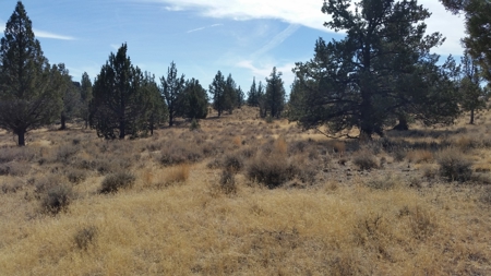 Over 23 Acres of Beautiful Modoc County Vacant Land For Sale - image 8