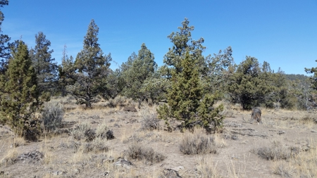 Over 23 Acres of Beautiful Modoc County Vacant Land For Sale - image 21