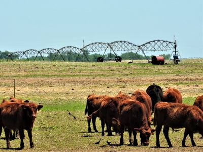 Rock County Nebraska Pivot Irrigated Farm For Sale - image 9