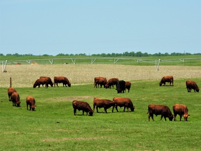 Rock County Nebraska Pivot Irrigated Farm For Sale - image 2