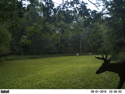 Hunting Land with Cabin and Pole Shed in Wood County WI - image 27