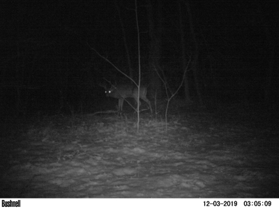 Hunting Land with Cabin and Pole Shed in Wood County WI - image 21