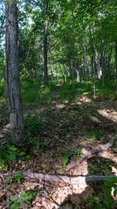 Hunting Land with Cabin and Pole Shed in Wood County WI - image 48