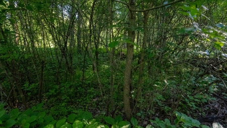 Hunting Land with Cabin and Pole Shed in Wood County WI - image 38